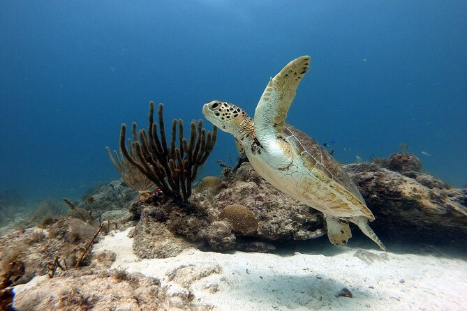 Private Dive at Shipwreck + Beautiful Reef Spot(Certified divers) - Exploring the shipwreck