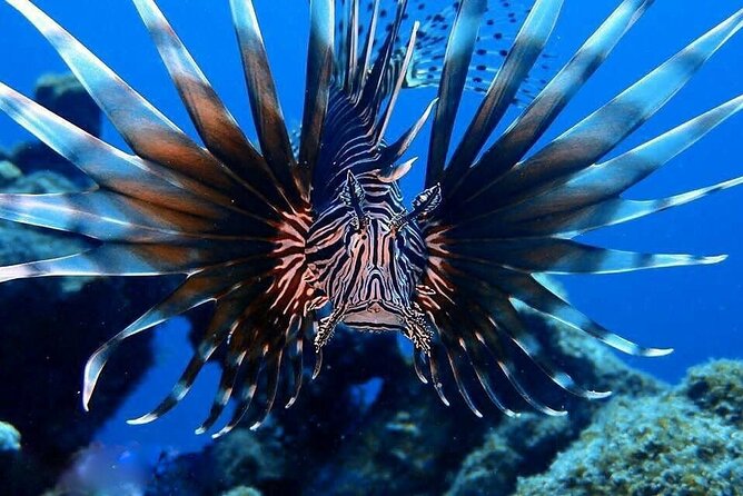 Private Dive at Shipwreck + Beautiful Reef Spot(Certified divers) - Reef life, turtles, and photo help