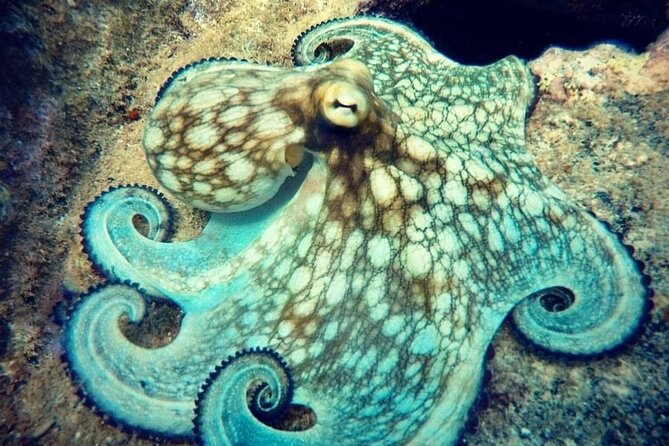 Private Dive at Shipwreck + Beautiful Reef Spot(Certified divers) - Why the private format matters