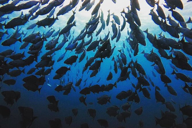Private Dive at Shipwreck + Beautiful Reef Spot(Certified divers) - Choosing the right day and site