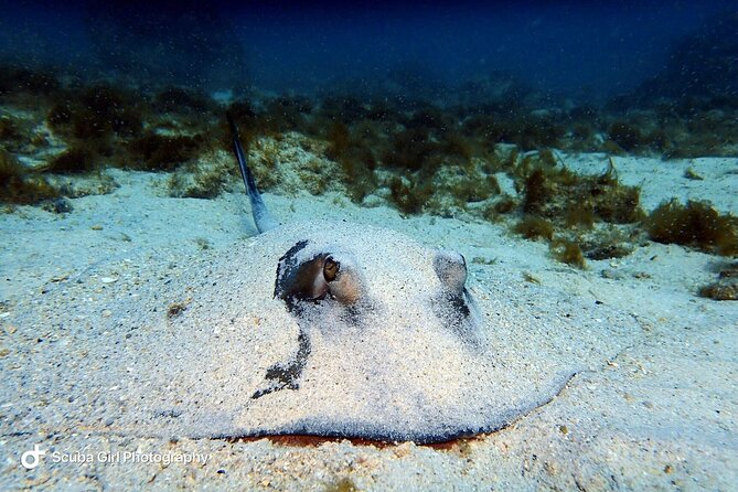 Private Dive at Shipwreck + Beautiful Reef Spot(Certified divers) - Is $104 a fair price?