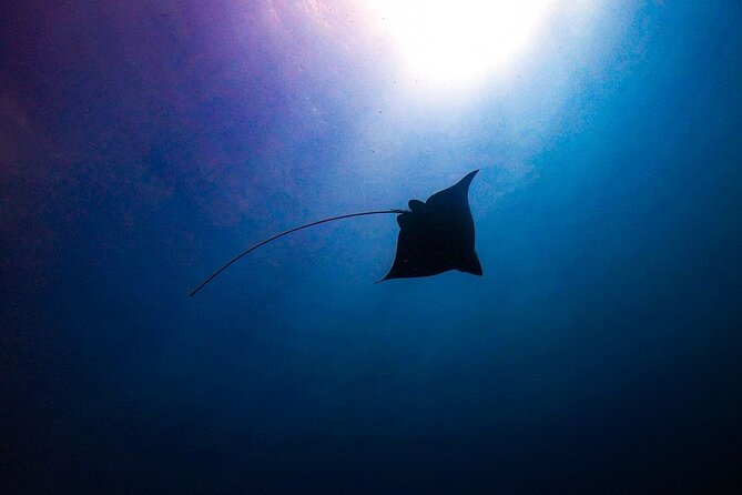 Private Dive at Shipwreck + Beautiful Reef Spot(Certified divers) - Entering from shore and reaching the reef