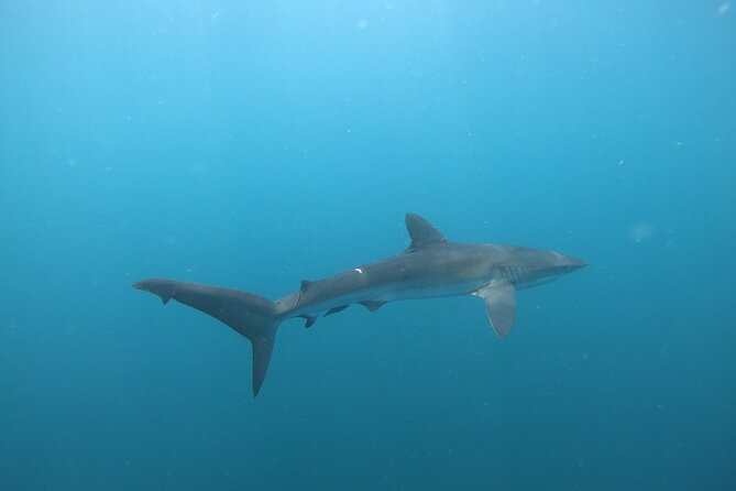 Private Dive Boat for Certified Divers - Cabo San Lucas - Two underwater sites, chosen for the day