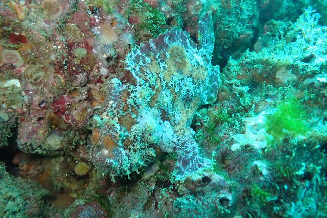 Private Dive Boat for Certified Divers - Cabo San Lucas - What the $545 private price really buys