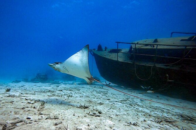 Private Dive + videographer/Photographer (Certified divers only) - Why the photographer changes the experience