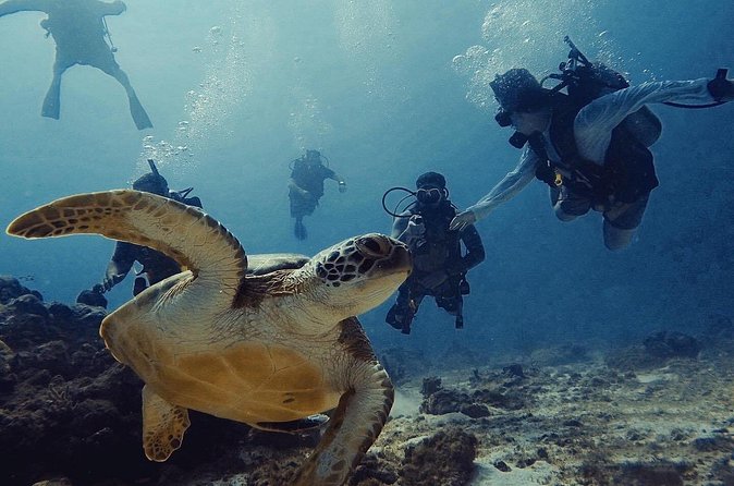 Private Dive + videographer/Photographer (Certified divers only) - What the private format feels like underwater