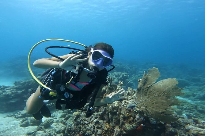 Private Dive + videographer/Photographer (Certified divers only) - Reefs, marine life, and the value of unhurried time