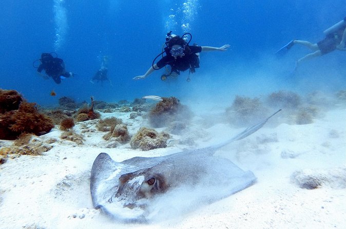 Private Dive + videographer/Photographer (Certified divers only) - The 25 edited images
