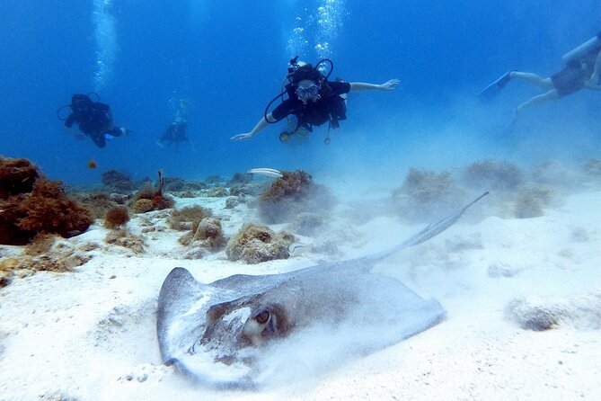 Private Dive + videographer/Photographer (Certified divers only) - Starting at Mangal Hato Pos Chiquito Beach Park