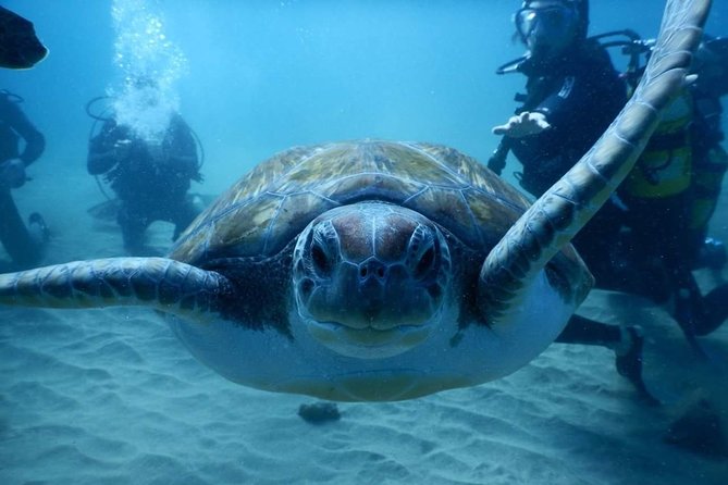 Private Diving at Zenobia Wreck in Larnaka - Fitness, certification, and who should book