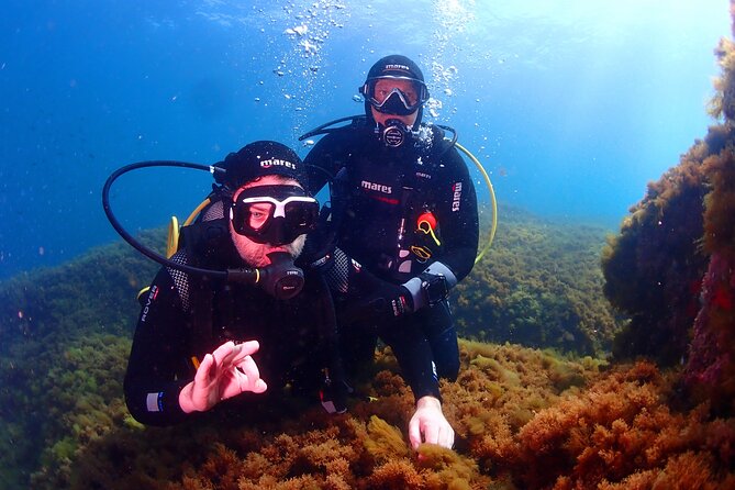 Private diving baptism in the Golf of Calvi - Starting at Hippocampe in Calvi’s marina