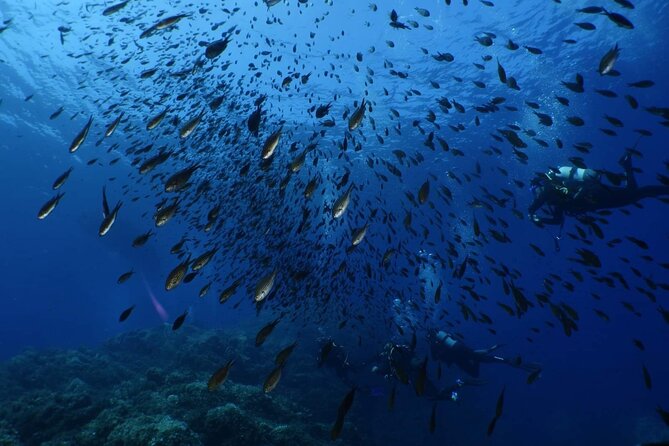 Private diving baptism in the Golf of Calvi - Looking for fish and starfish below the surface