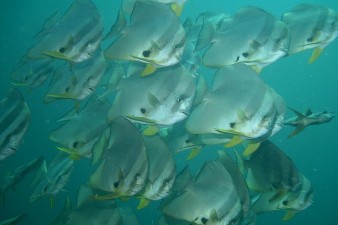 Private diving on shared trip at Racha Noi and Racha Yai from Phuket incl. lunch - What the $103.67 price really covers