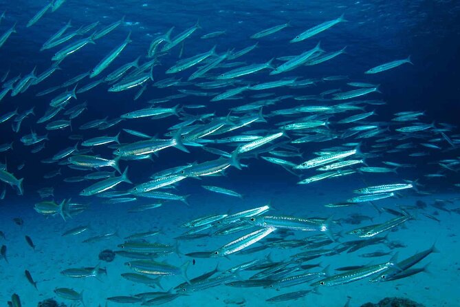 Private diving on shared trip at Racha Noi and Racha Yai from Phuket incl. lunch - Who should book this experience