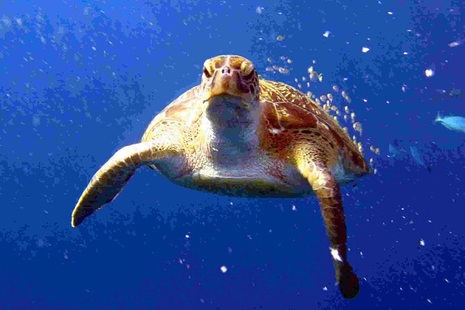 Private diving on shared trip at Racha Noi and Racha Yai from Phuket incl. lunch - Ko Racha Noi, the first underwater stop
