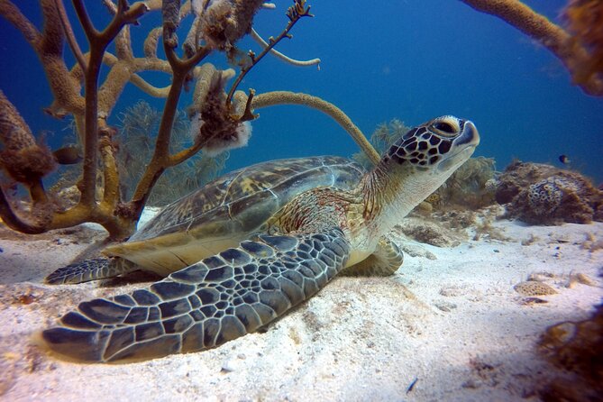 Private First-Time Dive on Aruba’s Reef and Wreck Site - Why This Aruba Scuba Experience Works for First-Timers