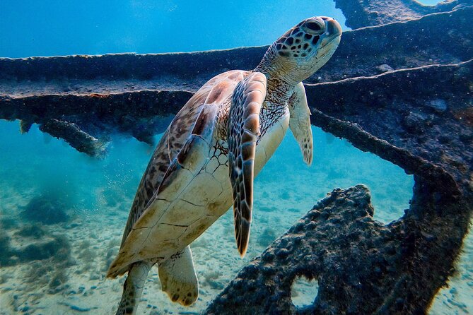 Private First-Time Dive on Aruba’s Reef and Wreck Site - Reaching 40 Feet: Coral, Fish, and a Shipwreck