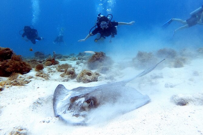 Private First-Time Dive on Aruba’s Reef and Wreck Site - Why the Private Group Matters at $120
