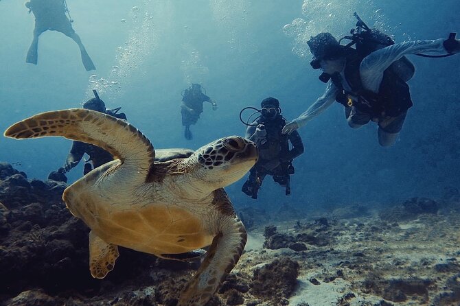 Private First-Time Dive on Aruba’s Reef and Wreck Site - What Equipment and Comfort Details Should You Know?