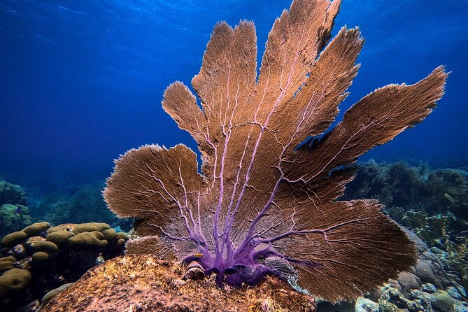Private First-Time Dive on Aruba’s Reef and Wreck Site - Who Should Book This Experience?