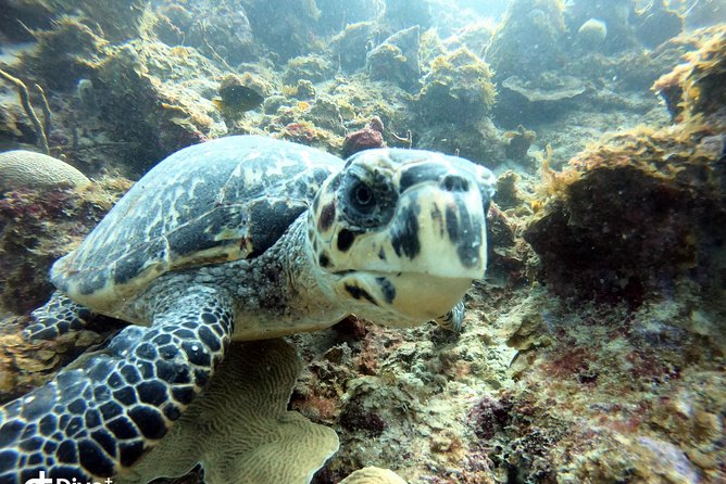 Private Full Day Guided Snorkeling or Diving Charter in St Thomas - A private day from Saga Haven Marina