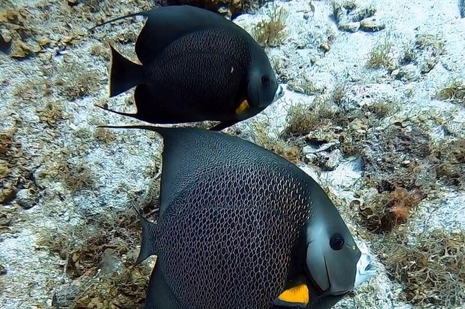 Private Full Day Guided Snorkeling or Diving Charter in St Thomas - Little St. James and its protected marine area