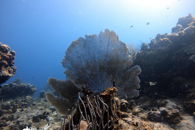 Private Full Day Guided Snorkeling or Diving Charter in St Thomas - Price, group size, and what you receive