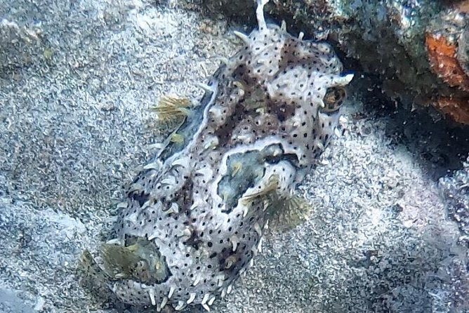 Private Full Day Guided Snorkeling or Diving Charter in St Thomas - Practical details that affect your day