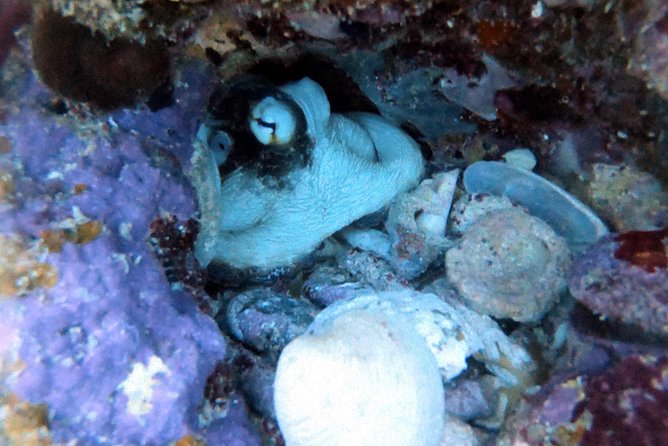 Private Full Day Guided Snorkeling or Diving Charter in St Thomas - Buck Island and the Cartanza wreck