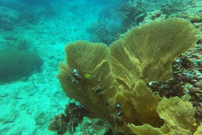 Private Half-Day Scuba Diving with expert (1Dive) - A calm first step into scuba