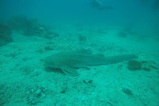 Private Half-Day Scuba Diving with expert (1Dive) - What your six hours look like