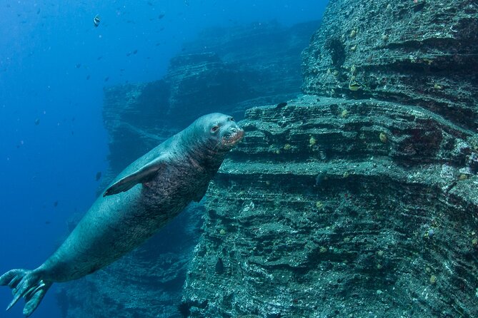 Private Niihau Scuba Charter with 2 or 3 Tank Dive Option - Key points to know before booking