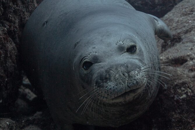 Private Niihau Scuba Charter with 2 or 3 Tank Dive Option - The 6:30 am start at Kikiaola Harbor