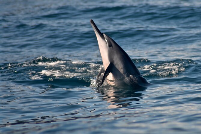 Private Niihau Scuba Charter with 2 or 3 Tank Dive Option - Two or three underwater sites near Niihau