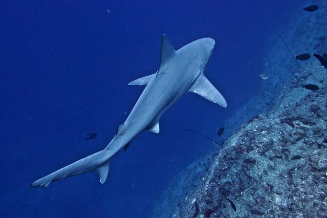Private Niihau Scuba Charter with 2 or 3 Tank Dive Option - The price and who gets good value