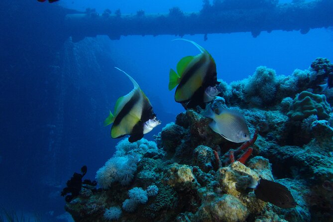 Private Scuba Diving Adventure in the Red Sea of Aqaba - Coral reefs, fish, and the chance to see wrecks