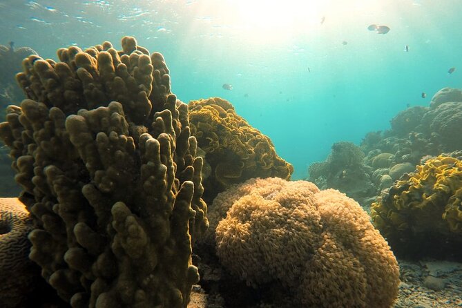 Private Scuba Diving Adventure in the Red Sea of Aqaba - Who will get the most from this Aqaba activity