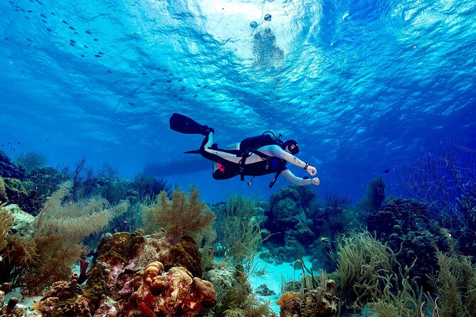 Private Scuba Diving Charter in Bonaire Marine Park - Bonaire reefs without the cattle-boat routine