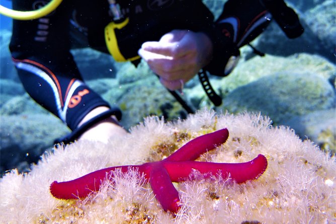 Private Scuba Diving Experience in Mandraki - Meeting Michalis and Kai at Volcano Bubbles