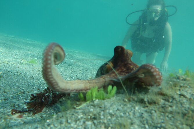 Private Scuba Diving Expert-Led Excursion Training with Tour - Quick take: what makes this outing useful