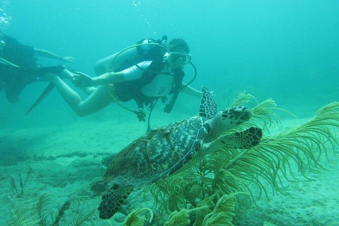 Private Scuba Diving Expert-Led Excursion Training with Tour - A guided route at Phil Foster Park