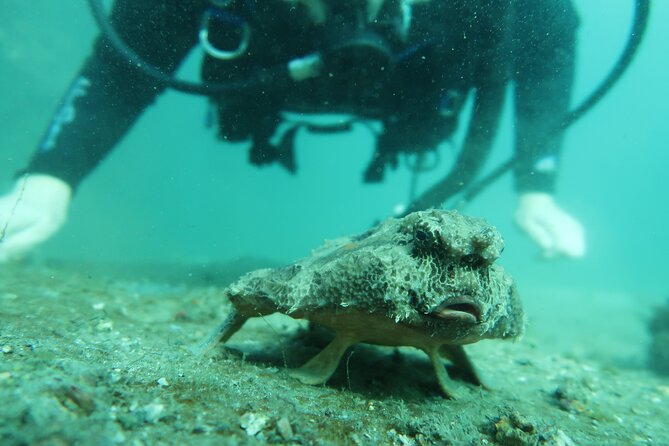 Private Scuba Diving Expert-Led Excursion Training with Tour - Why patience matters for first-timers