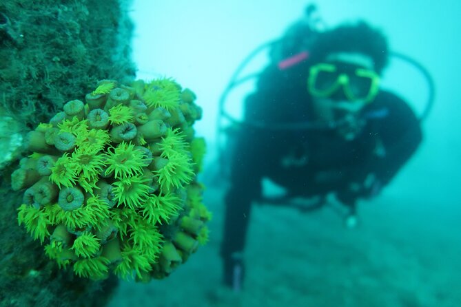 Private Scuba Diving Expert-Led Excursion Training with Tour - Weather, scheduling, and the cancellation risk