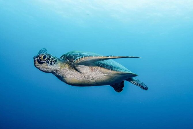 Private Scuba Diving in Tenerife – Certified Instructor & Photos - Timing, transport, and the flight rule