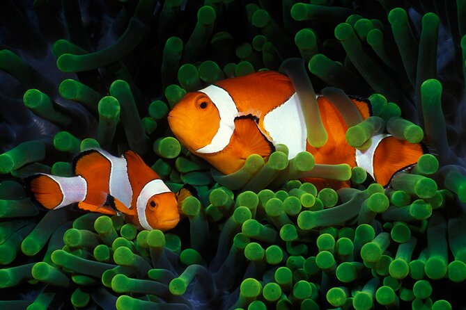 Private Scuba Diving Initiation with Licensed Guide - Starting at Blue Horizon in Mae Haad