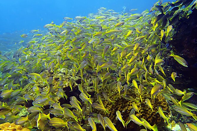 Private Scuba Diving Initiation with Licensed Guide - The optional sea session at Haad Yao or Koh Maa