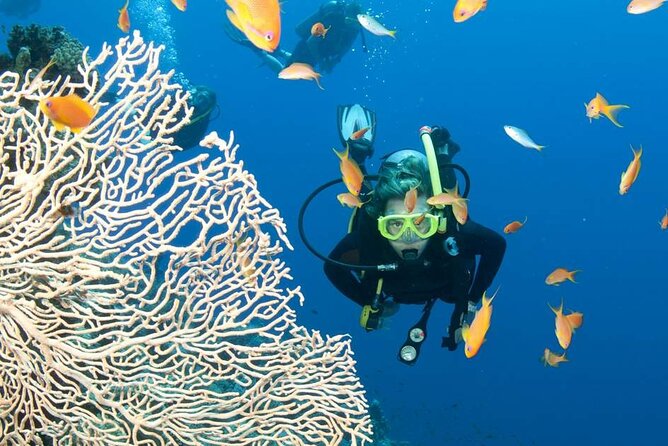 Private Scuba Diving Initiation with Licensed Guide - What you learn before entering deeper water