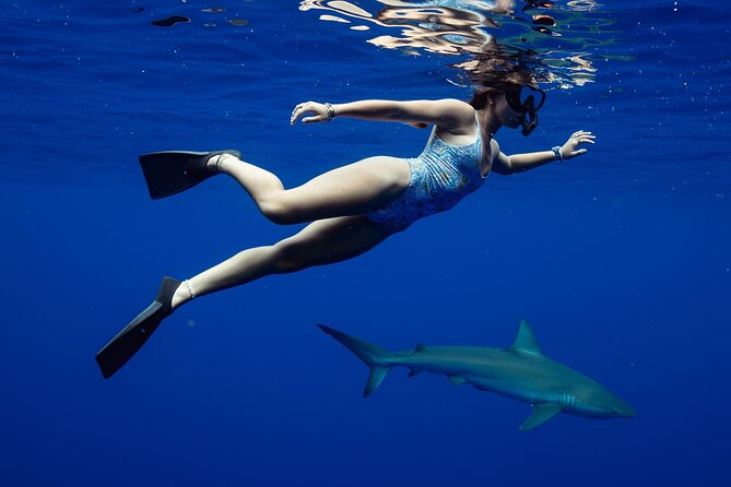 Private Shark Dive, Oahu, Hawaii (6 Guest) - Swimming with sharks off Oahu’s North Shore