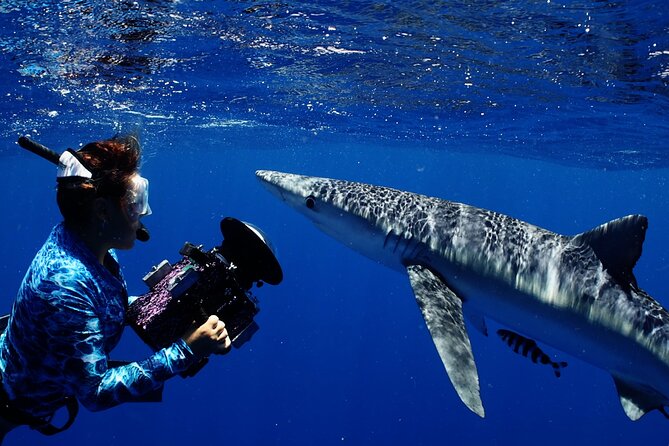 Private Shark Dive, Oahu, Hawaii (6 Guest) - Snorkeling or free-diving, your choice