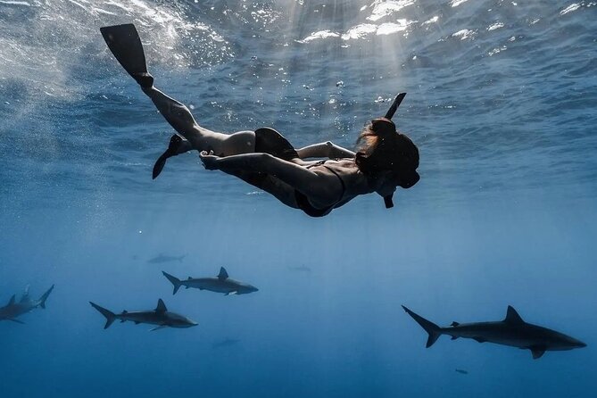 Private Shark Dive, Oahu, Hawaii (6 Guest) - Safety is central to the experience